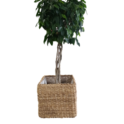 Planta com tronco trançado em vaso quadrado de palha