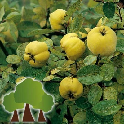 Frutos amarelos em ramos com folhas verdes.