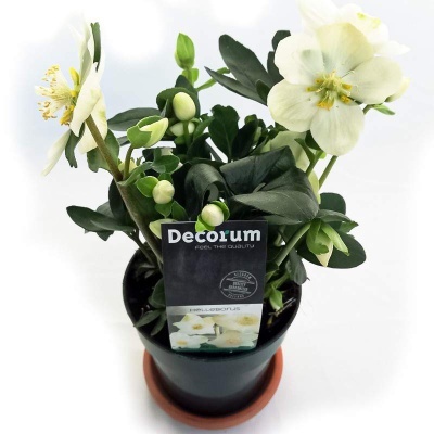 Planta com flores brancas e folhas verdes num vaso preto com etiqueta Decorum