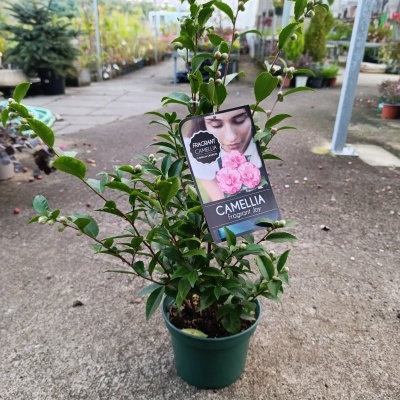 Planta de Camélia em vaso verde com etiqueta com flores cor-de-rosa e texto