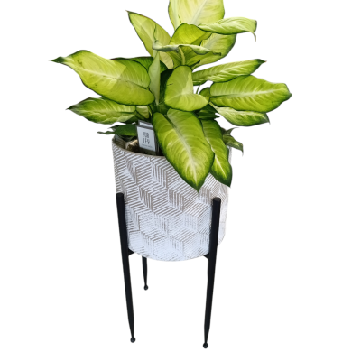 planta em vaso branco com padrão geométrico em suporte preto