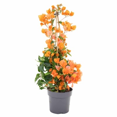 Planta de bougainville laranja em vaso cinza com estaca
