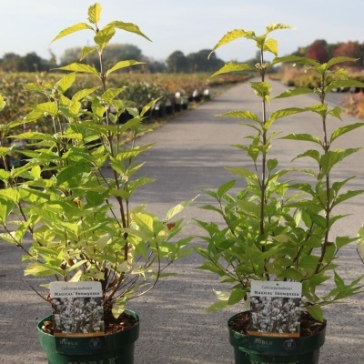 Plantas Callicarpa bodinieri em vasos verdes com etiquetas identificativas num espaço aberto