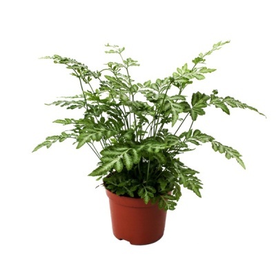 Planta verde em vaso castanho em fundo branco