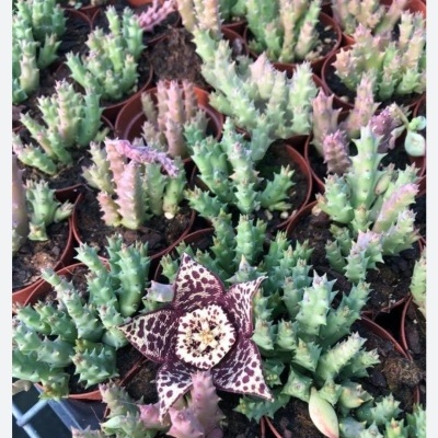 Plantas suculentas verdes com flor estrela castanha e branca em vasos pequenos