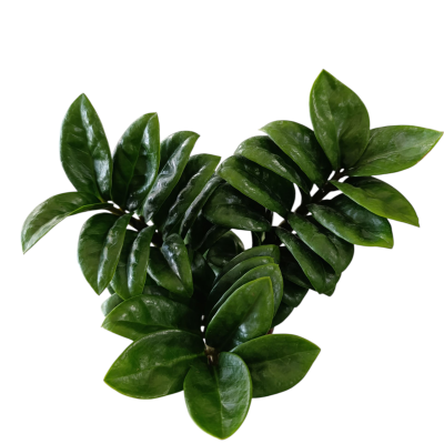 Folhas verdes brilhantes e carnudas sobre fundo branco.