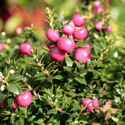 arbusto com frutos rosa e folhas verdes ao ar livre