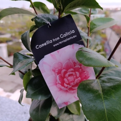 Planta Camellia com etiqueta em vaso preto numa varanda com vista urbana