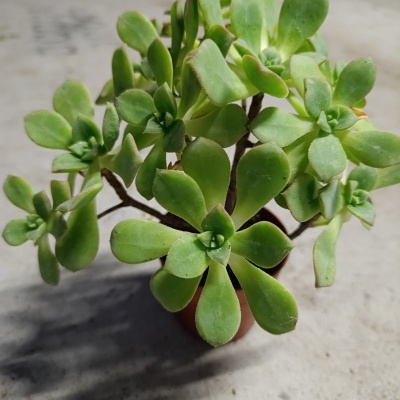 Planta suculenta verde em vaso castanho sobre superfície cinza