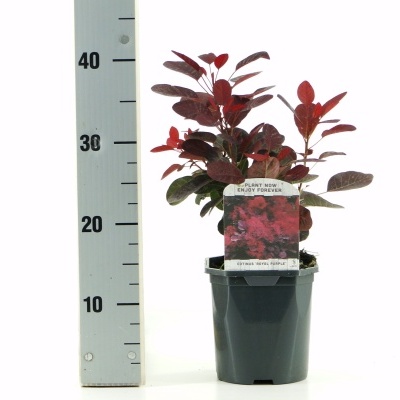 Planta em vaso preto com folhas vermelhas e verdes ao lado de medidor azul com marcações até 40 cm