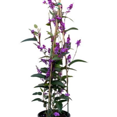 Planta trepadeira com flores roxas em vaso preto