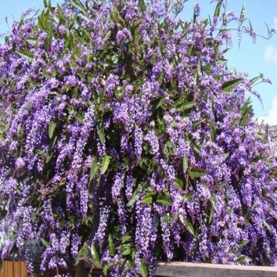 Planta de flores roxas sobre vedação de madeira sob céu azul