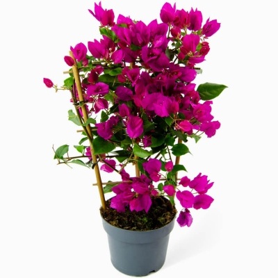 Planta de bougainvillea com flores magenta em vaso cinzento