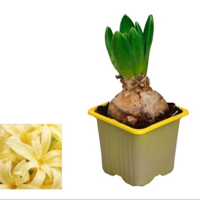 Bulbo de planta com folhas verdes em vaso de plástico cinzento com borda amarela