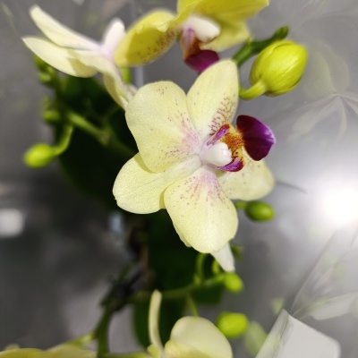 Orquídea amarela com manchas roxas em embalagem plástica