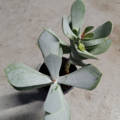 Suculenta verde clara em vaso preto sobre superfície cinza clara