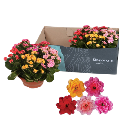 Vaso de flores Kalanchoe coloridas em embalagem Decorum