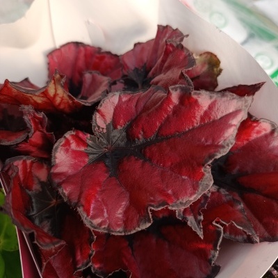 Folhas vermelhas e pretas em recipiente branco