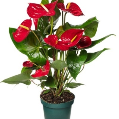 Planta Anthurium com flores vermelhas em vaso verde