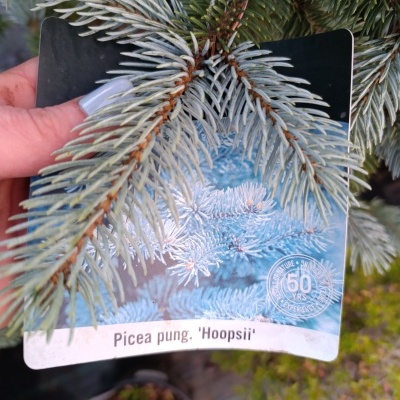 Etiqueta de planta para Picea pung. Hoopsii com agulhas azul-esverdeadas