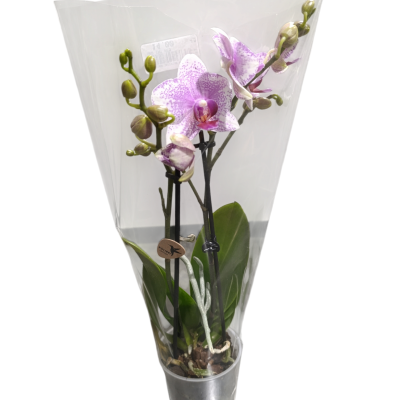 Orquídea lilás com manchas brancas em vaso metálico embalada em plástico transparente