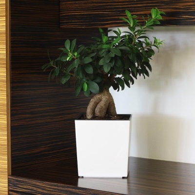 Planta em vaso branco numa estante de madeira escura