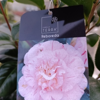 Etiqueta Camellia Terra Reboleda com imagem de flor rosa