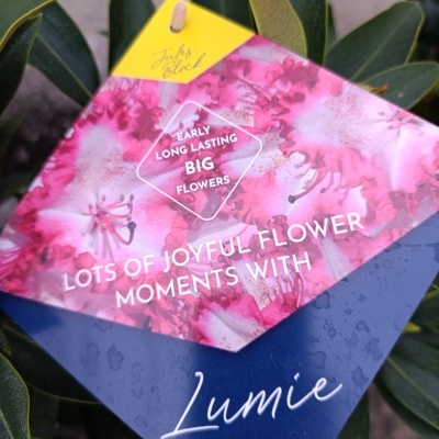 Etiqueta colorida em planta com texto promocional em inglês.