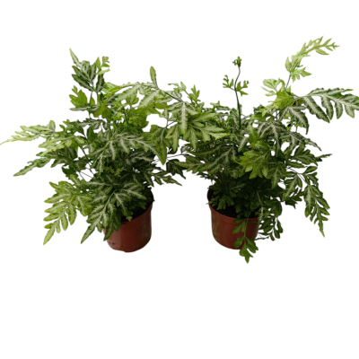 Duas plantas artificiais em vasos castanhos com folhas verdes detalhadas