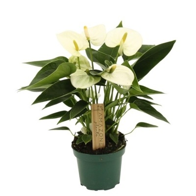 Planta com flores brancas e folhas verdes em vaso verde plástico