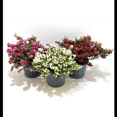 Três vasos com flores artificiais rosas, brancas e vermelhas em vasos cinzentos