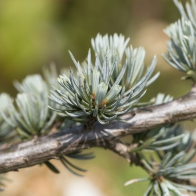 Ramo com folhas finas azul esverdeadas e prateadas numa árvore.