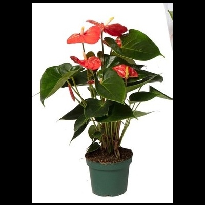 Planta de anthurium com flores vermelhas em vaso verde