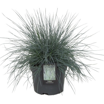 Planta Festuca em vaso preto com etiqueta frontal