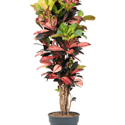 Planta artificial colorida em vaso preto