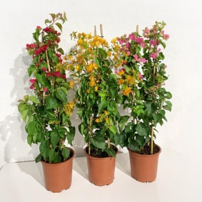 Três vasos castanho com plantas floridas vermelha, amarela e rosa