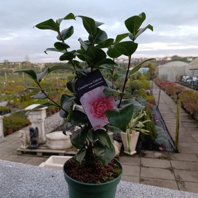 Vaso verde com planta e etiqueta de flor rosa, em viveiro