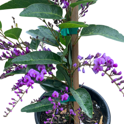 Planta com flores roxas em vaso preto com suporte de madeira