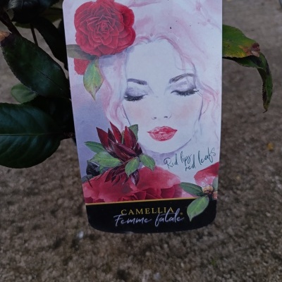 Etiqueta de planta com ilustração feminina e texto Camellia Femme fatale
