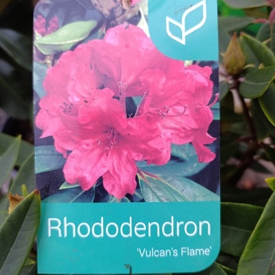 Etiqueta de planta com flores rosa do Rododendro 'Vulcan's Flame'