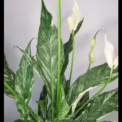 Planta Espatifílo com folhas verdes manchadas de branco e flores brancas