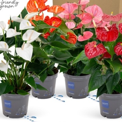 Quatro plantas coloridas em vasos cinzentos com fundo branco e caixa castanha