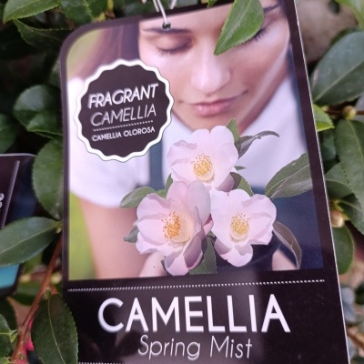 Etiqueta de produto CAMELLIA Spring Mist pendurada em planta com folhas verdes