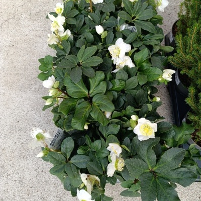 Planta com flores brancas em vaso preto sobre chão de cimento