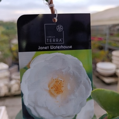 Etiqueta de planta com flor branca e texto Janet Waterhouse