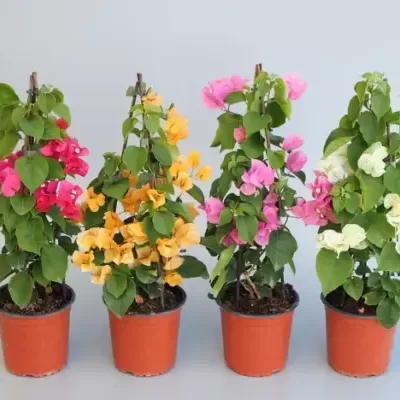 Cinco plantas com flores coloridas em vasos castanho em fundo cinza