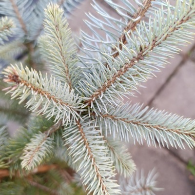 Ramos de pinheiro verde-acinzentados com fundo desfocado