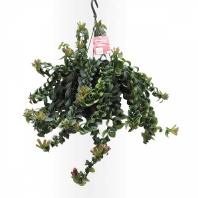 Planta pendente artificial com folhas verdes, gancho e etiqueta vermelha