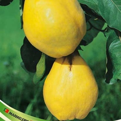 Dois marmelos amarelos num ramo com folhas verdes e texto informativo na parte inferior