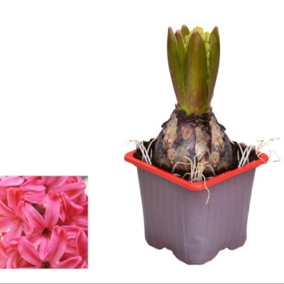 Bulbo de planta com folhas verdes num vaso cinzento com borda vermelha e imagem de flores cor-de-rosa